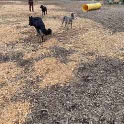 McInnis Dog Park